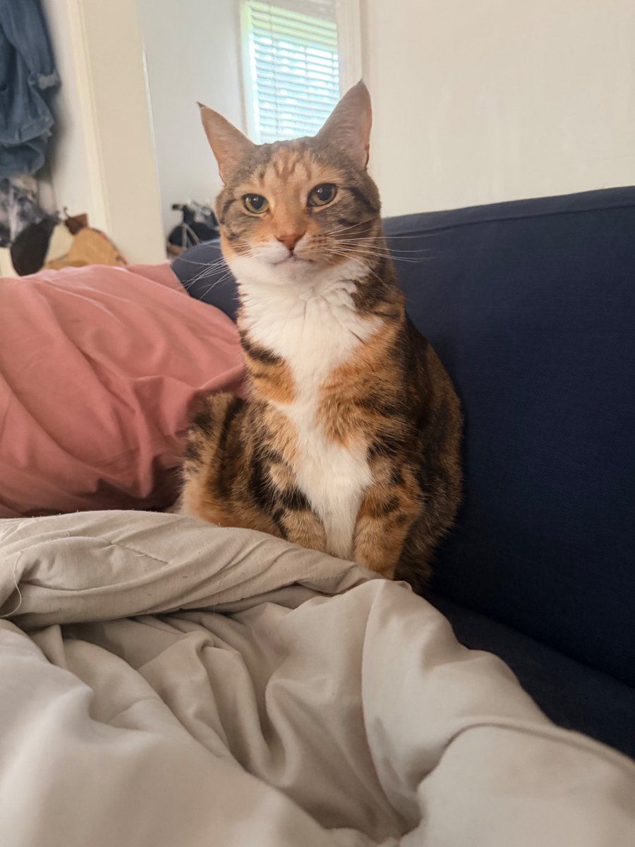 Bean the calico cat