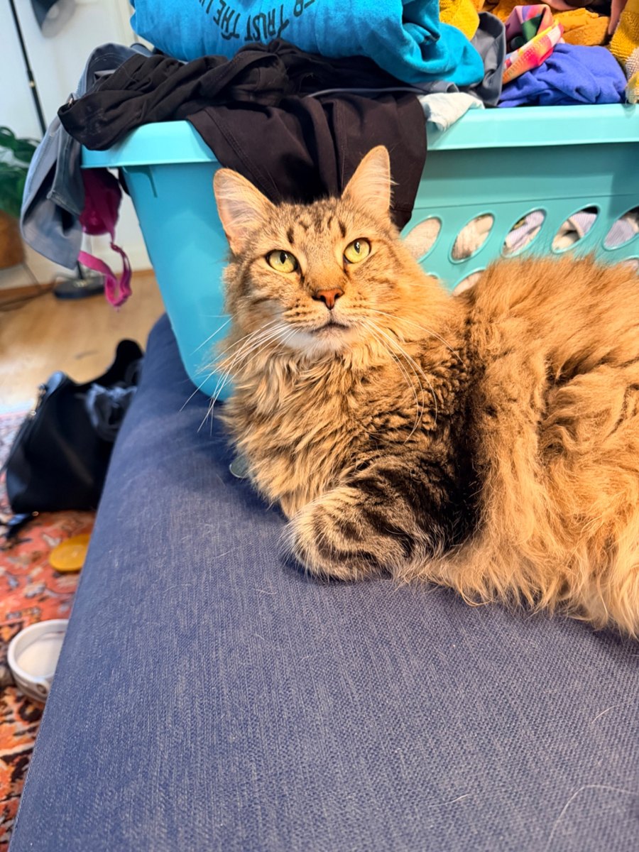Finny the long-haired cat